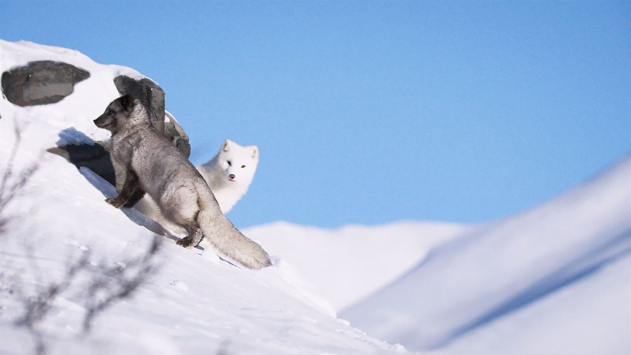 Kina & Yuk : renards de la banquise : Fotoğraf