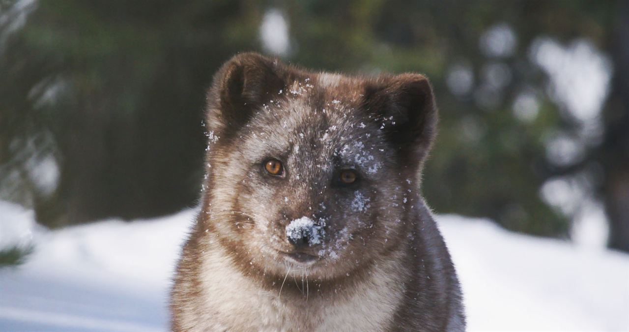 Kina & Yuk : renards de la banquise : Fotoğraf