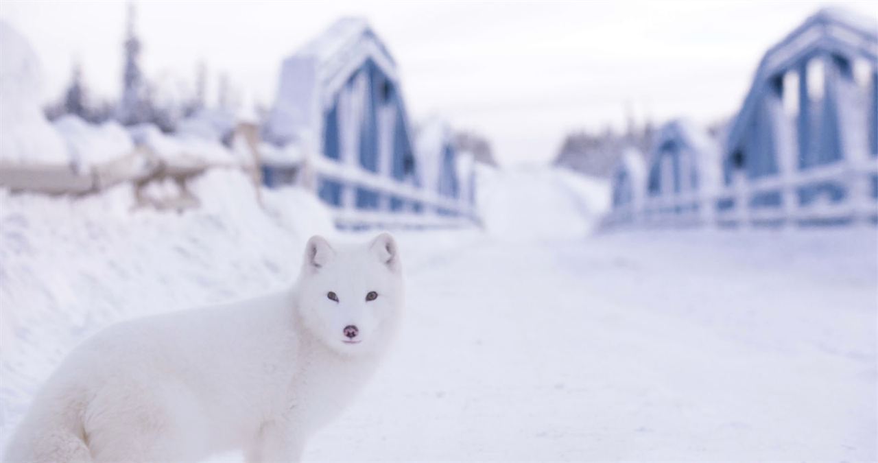 Kina & Yuk : renards de la banquise : Fotoğraf