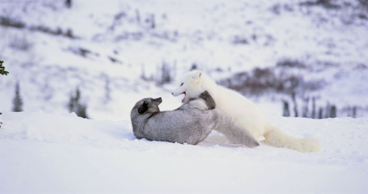 Kina & Yuk : renards de la banquise : Fotoğraf