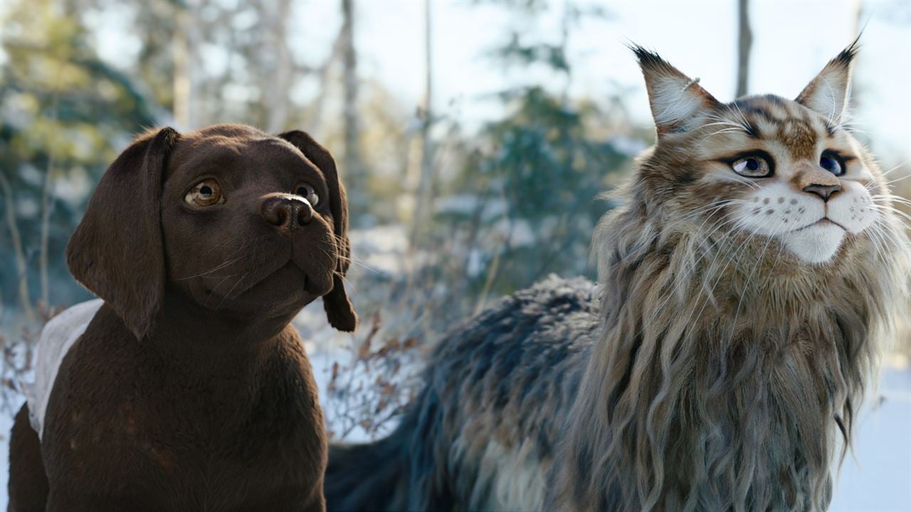 Chien et Chat : Fotoğraf